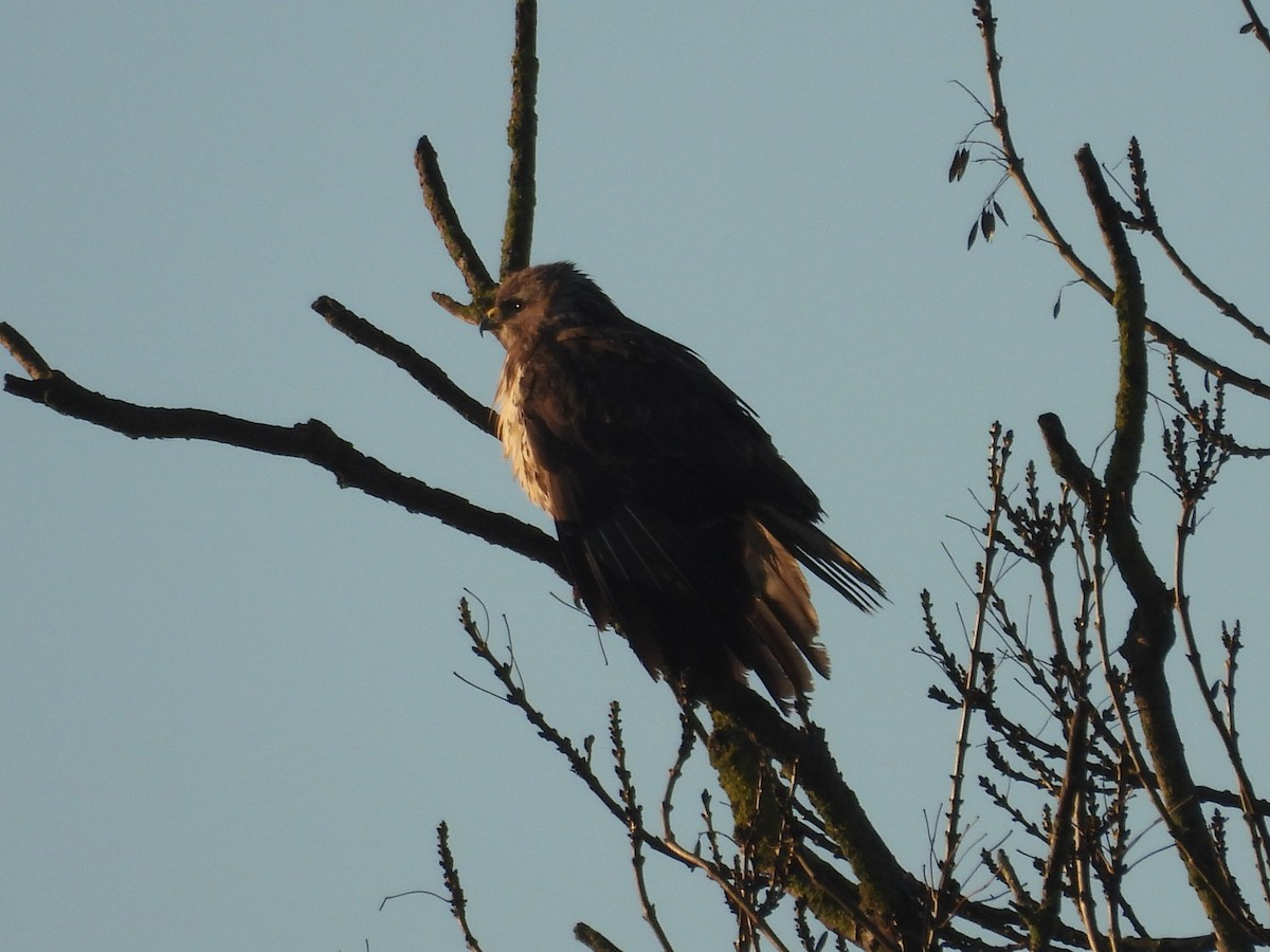 עקב חורף - ML646978065