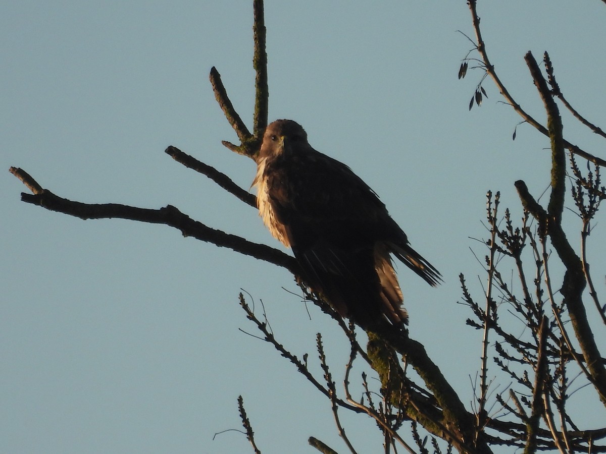 עקב חורף - ML646978066