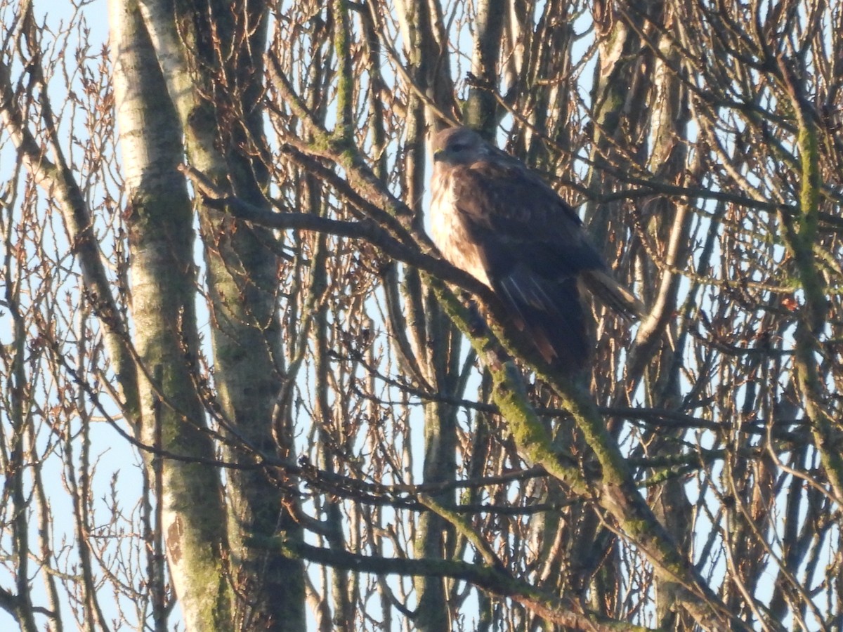 עקב חורף - ML646978067