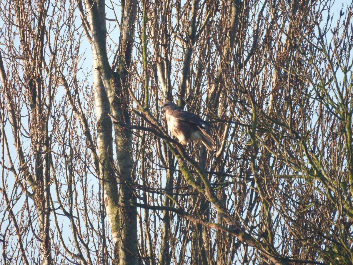 עקב חורף - ML646978069