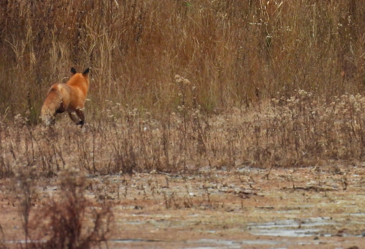 Zorro Rojo - ML646978074
