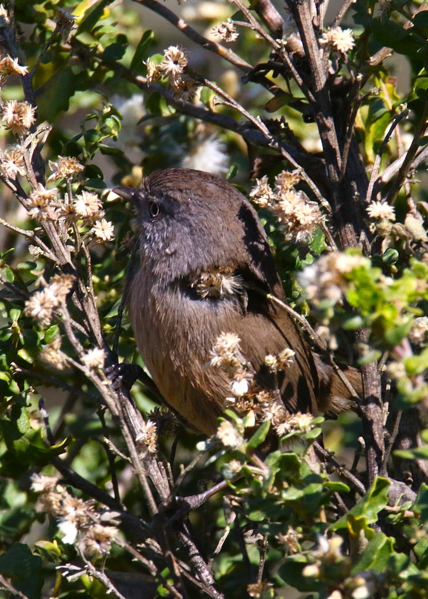 Wrentit - ML646978076