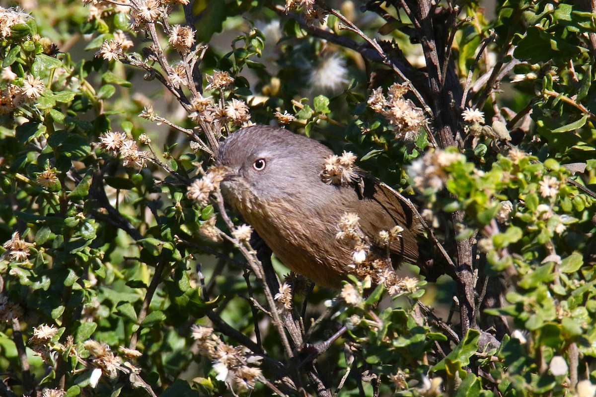 Wrentit - ML646978077
