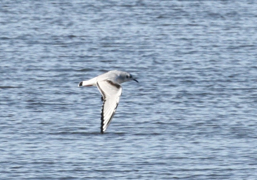Bonaparte's Gull - ML646978081