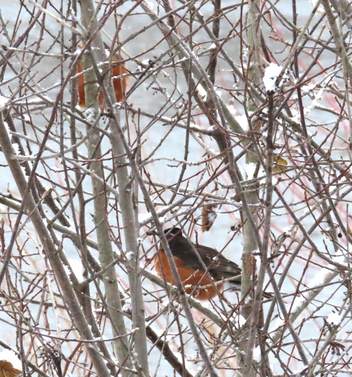 American Robin - ML646978082