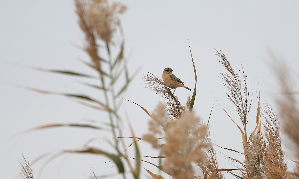 Siberian Stonechat - ML646978084