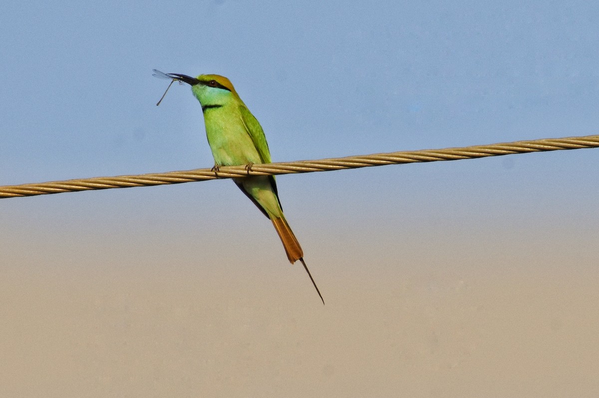 Asian Green Bee-eater - ML646978088