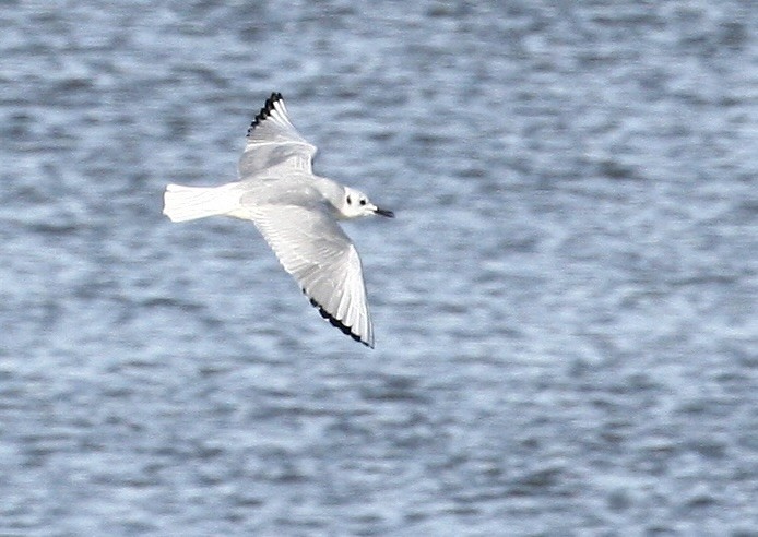 Bonaparte's Gull - ML646978100