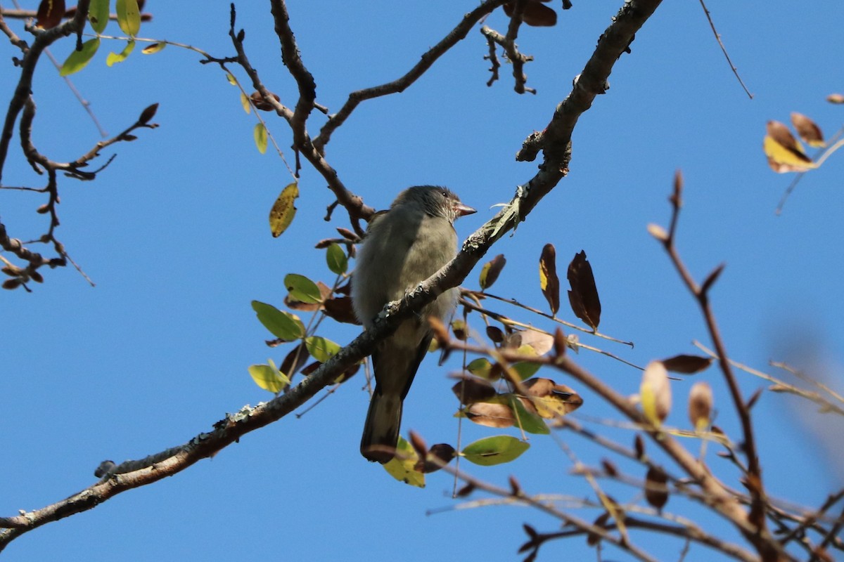 Lesser Honeyguide - ML646978101