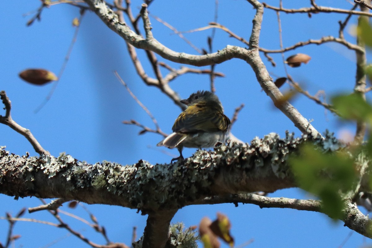 Lesser Honeyguide - ML646978102