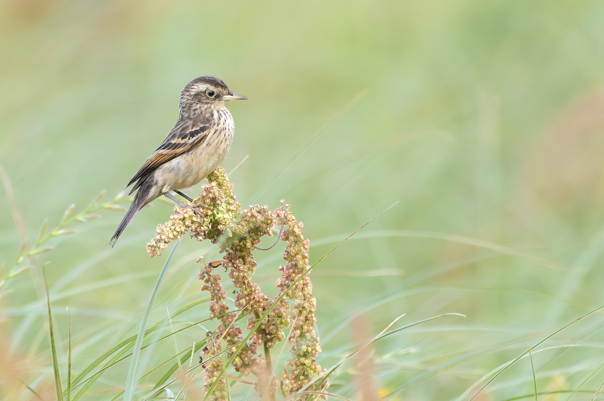 Brillendunkeltyrann - ML646978105