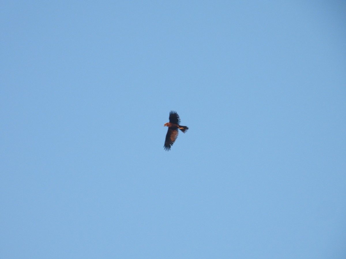 זרון סוף - ML646978110