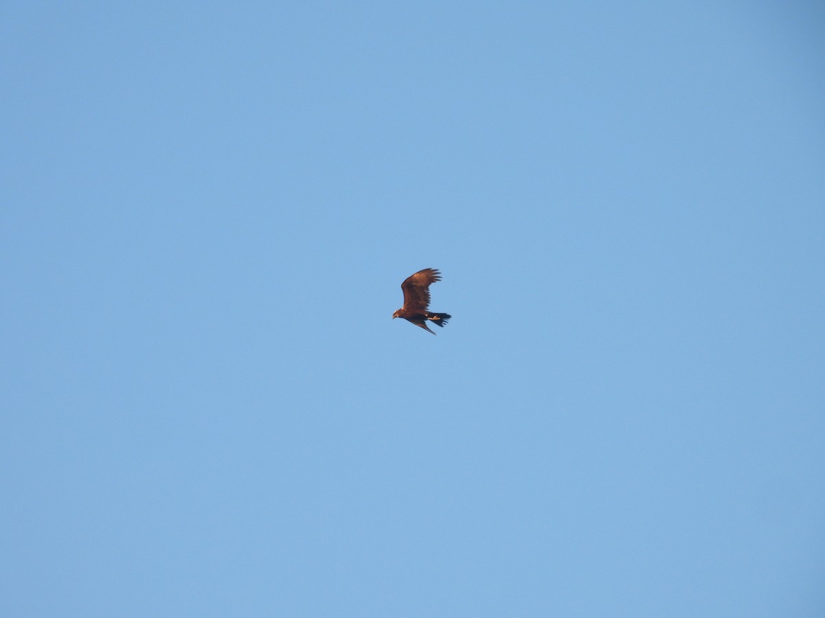 זרון סוף - ML646978111