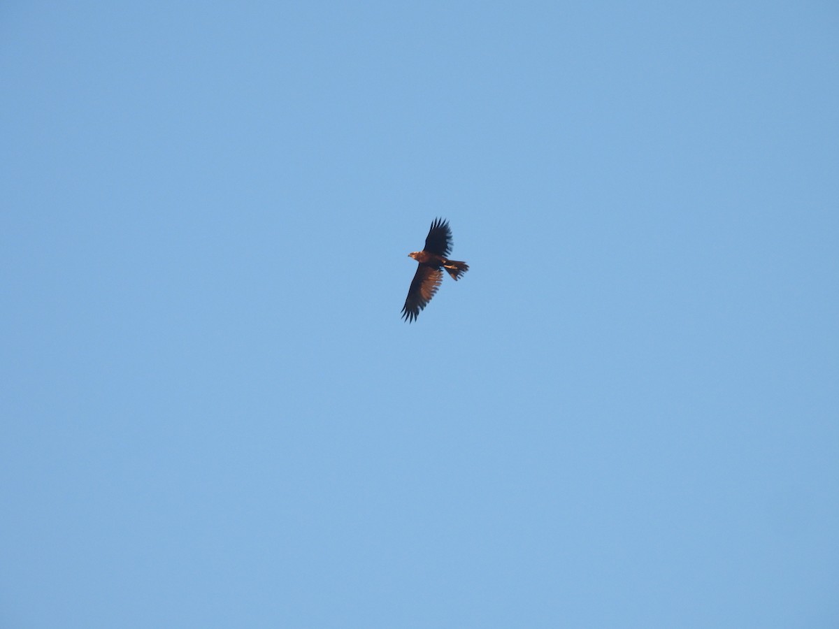 זרון סוף - ML646978112