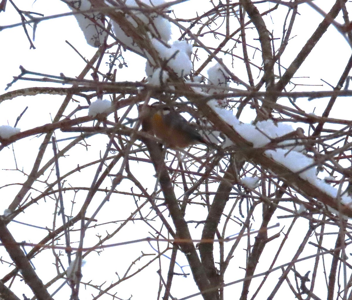 Red-breasted Nuthatch - ML646978113