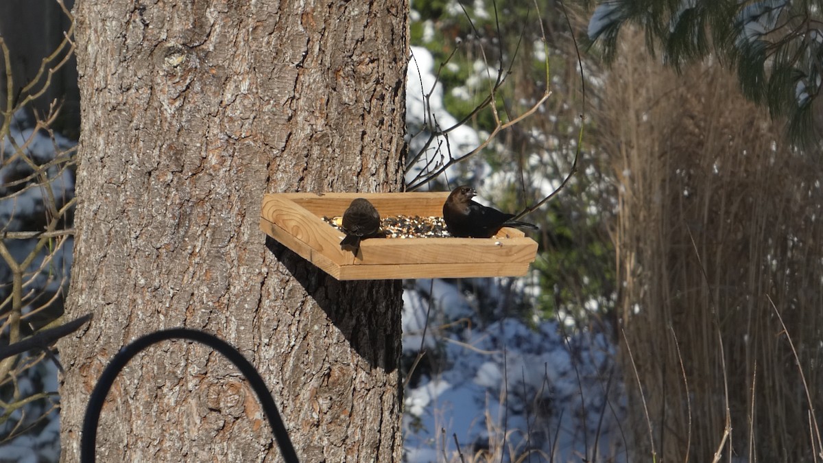 Brown-headed Cowbird - ML646978114