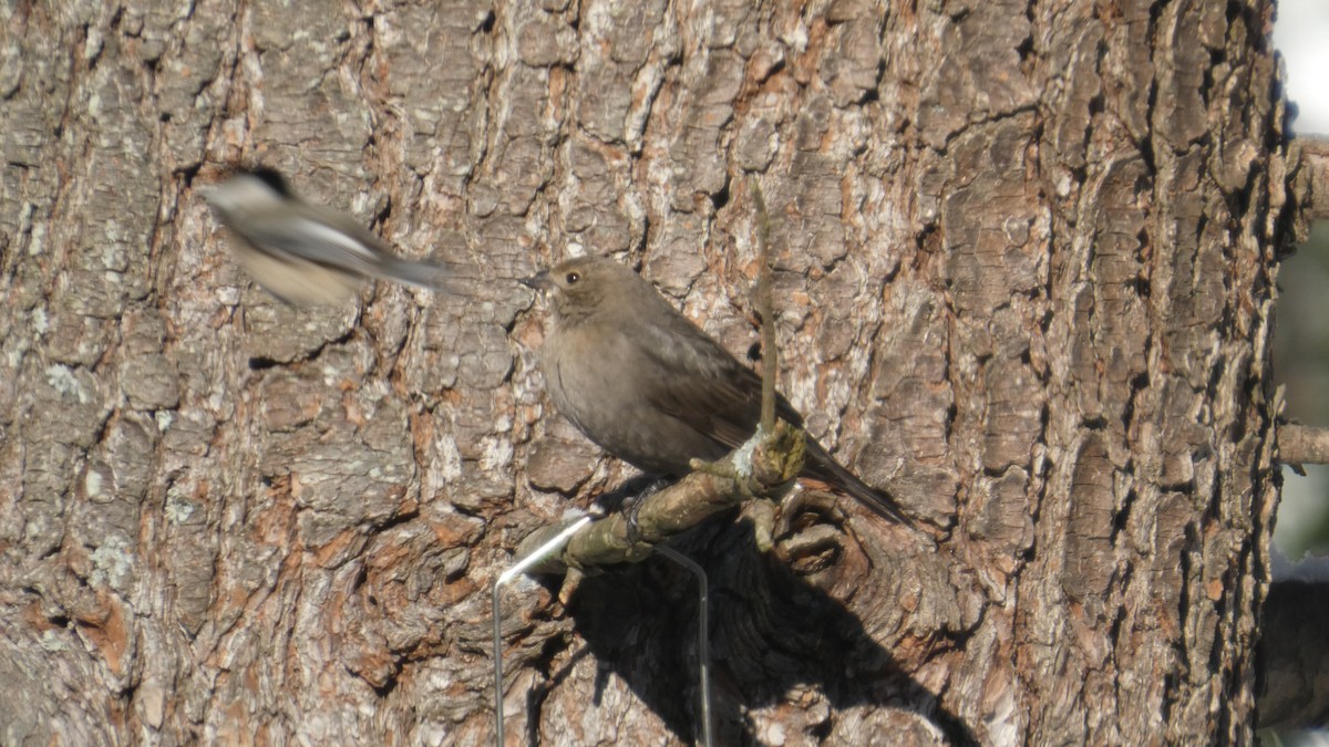 Brown-headed Cowbird - ML646978118