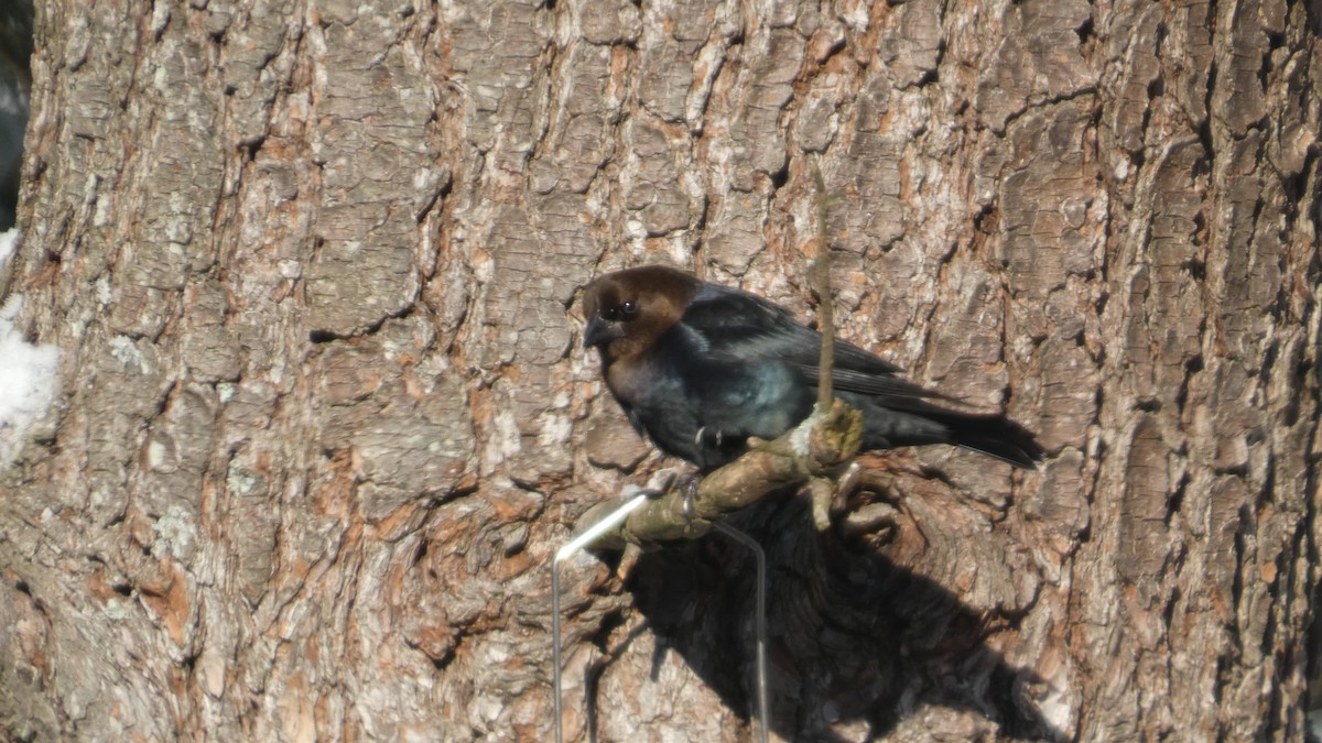 Brown-headed Cowbird - ML646978120