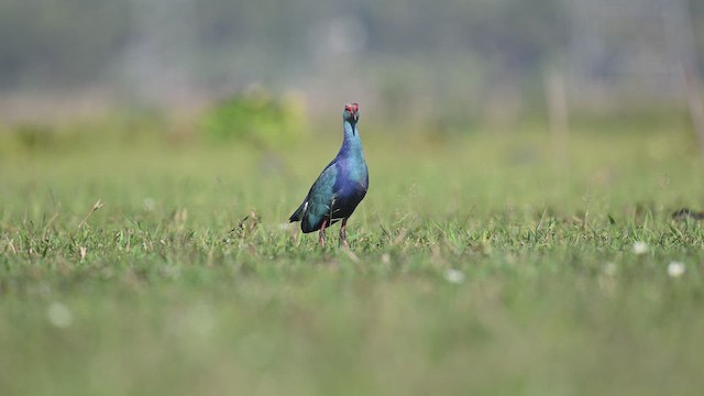 Gray-headed Swamphen - ML646978124