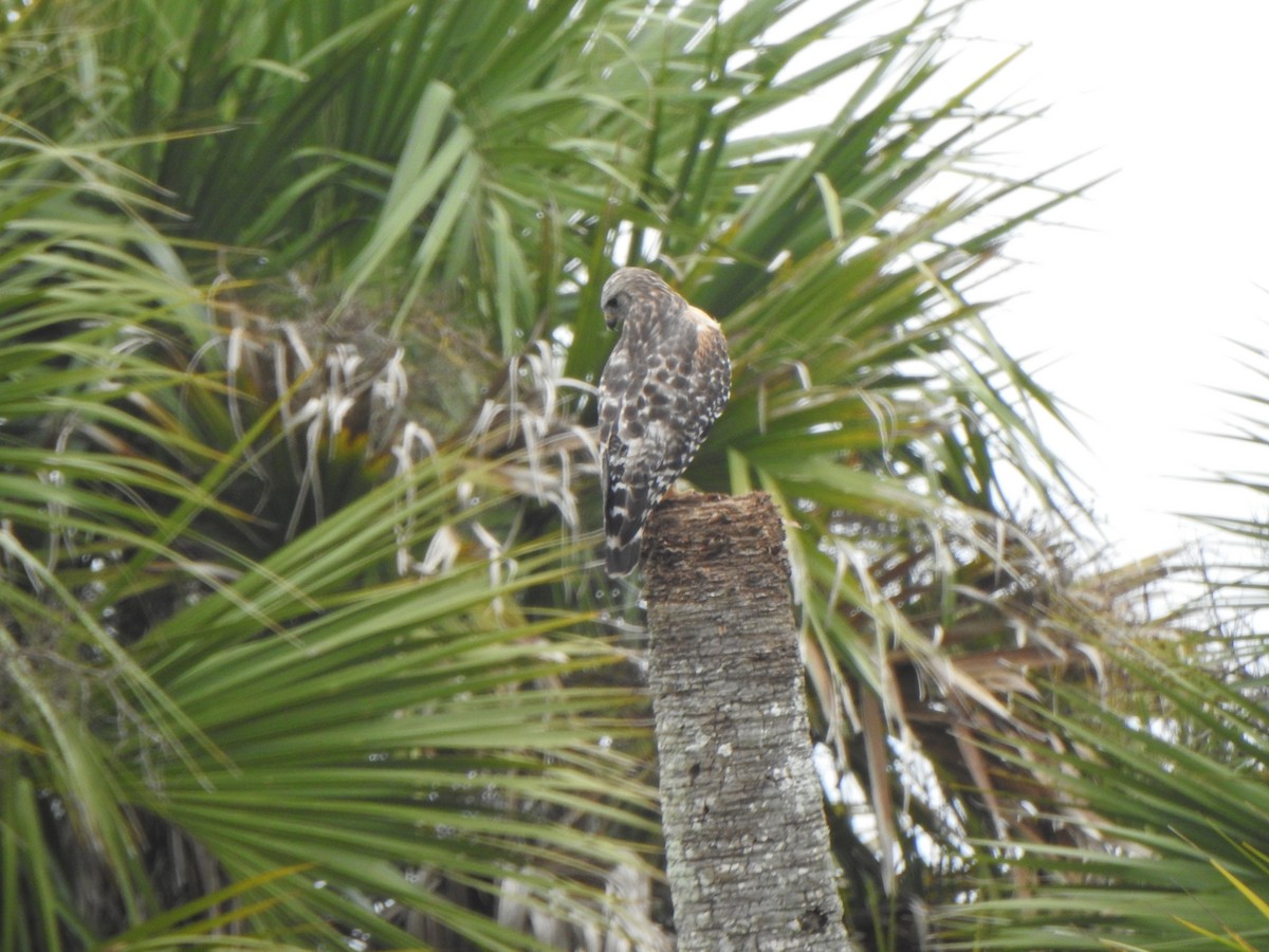 カタアカノスリ - ML646978130