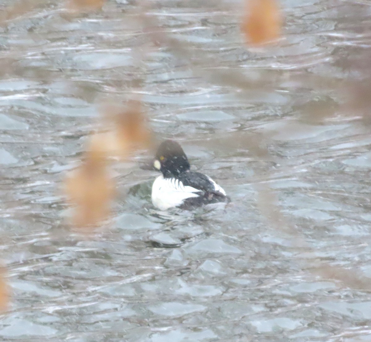 Common Goldeneye - ML646978136