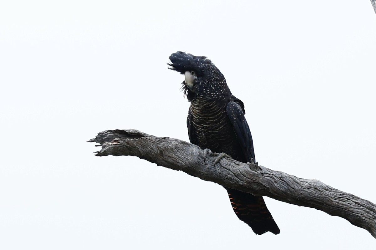 kakadu havraní - ML646978138