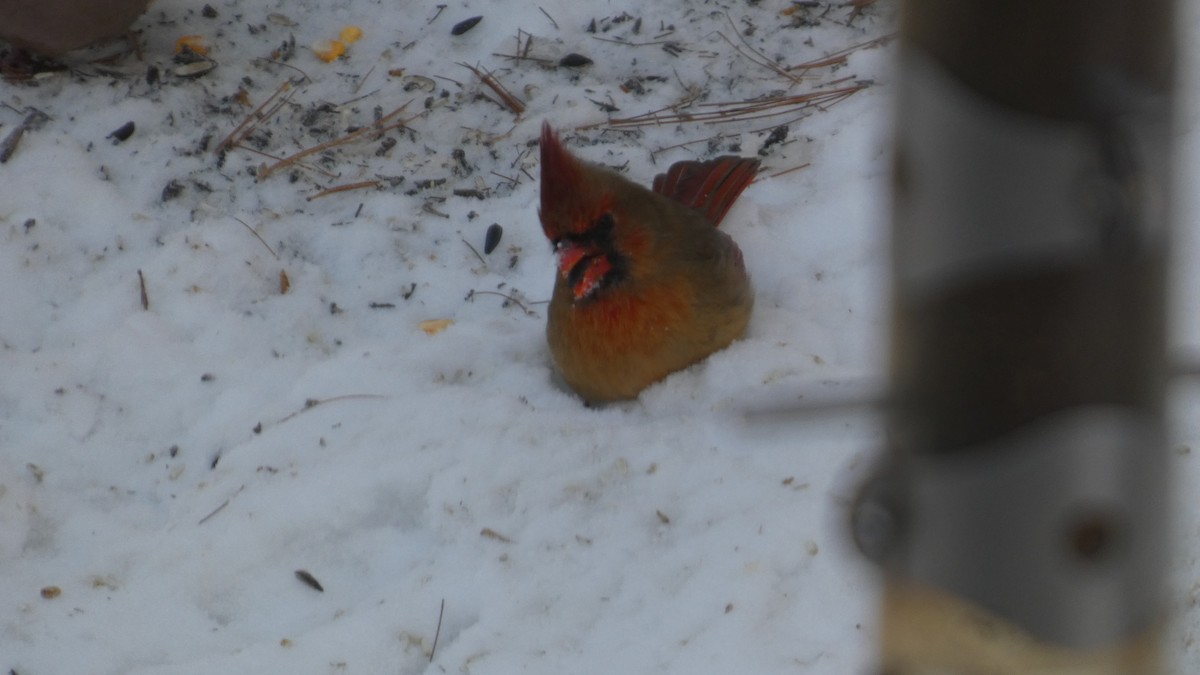 Northern Cardinal - ML646978139