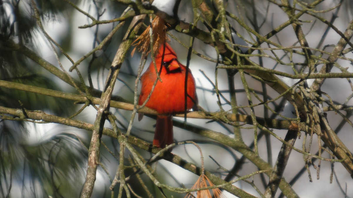 Northern Cardinal - ML646978140