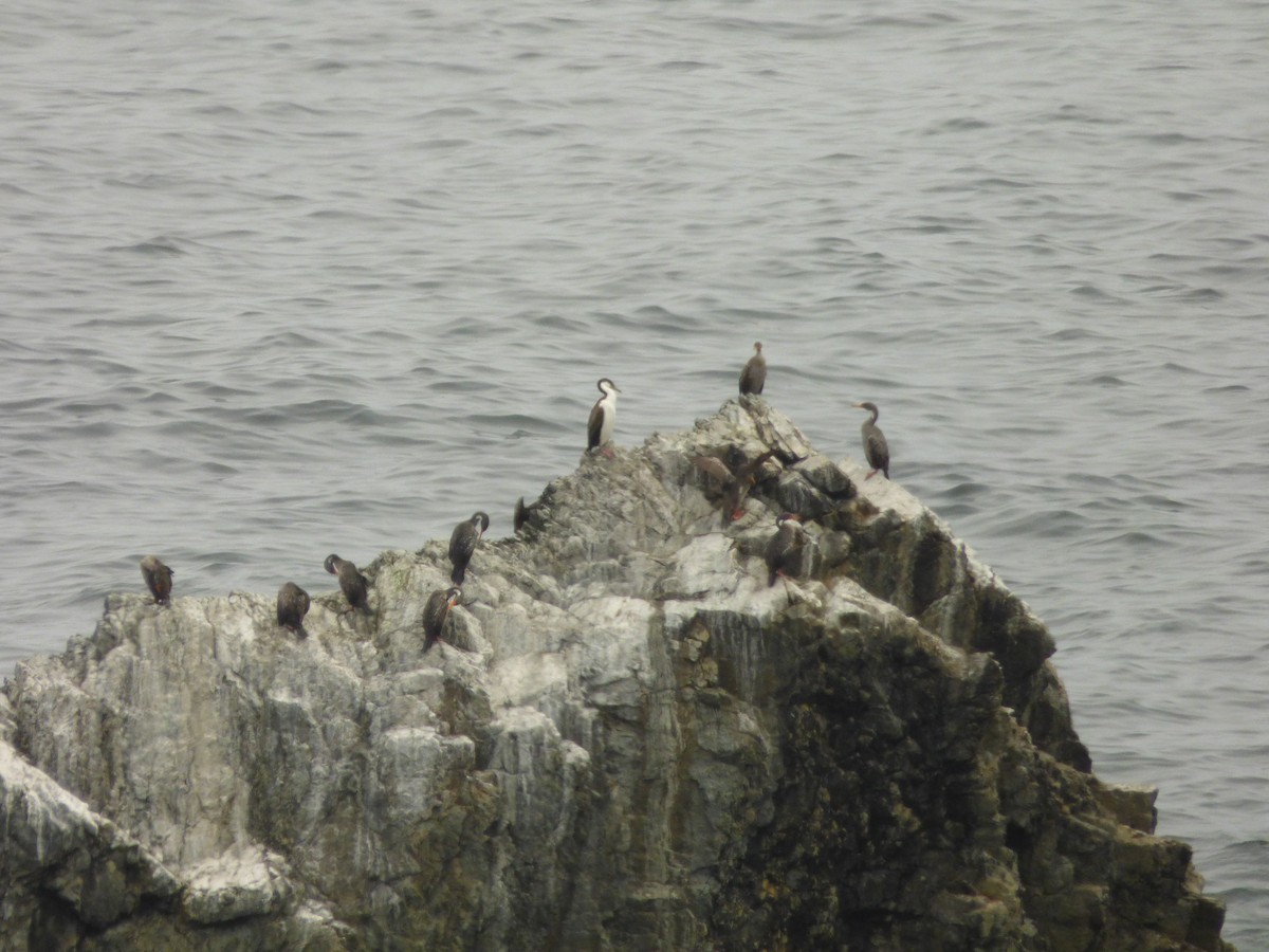 kormorán modrooký - ML646978145