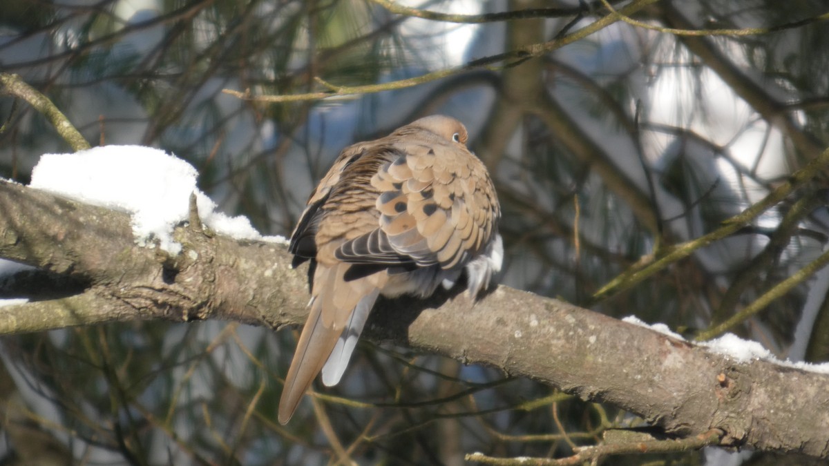 Mourning Dove - ML646978148