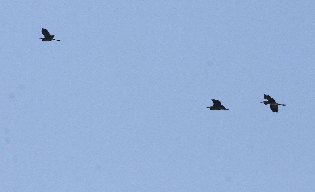 Great Blue Heron - ML646978159