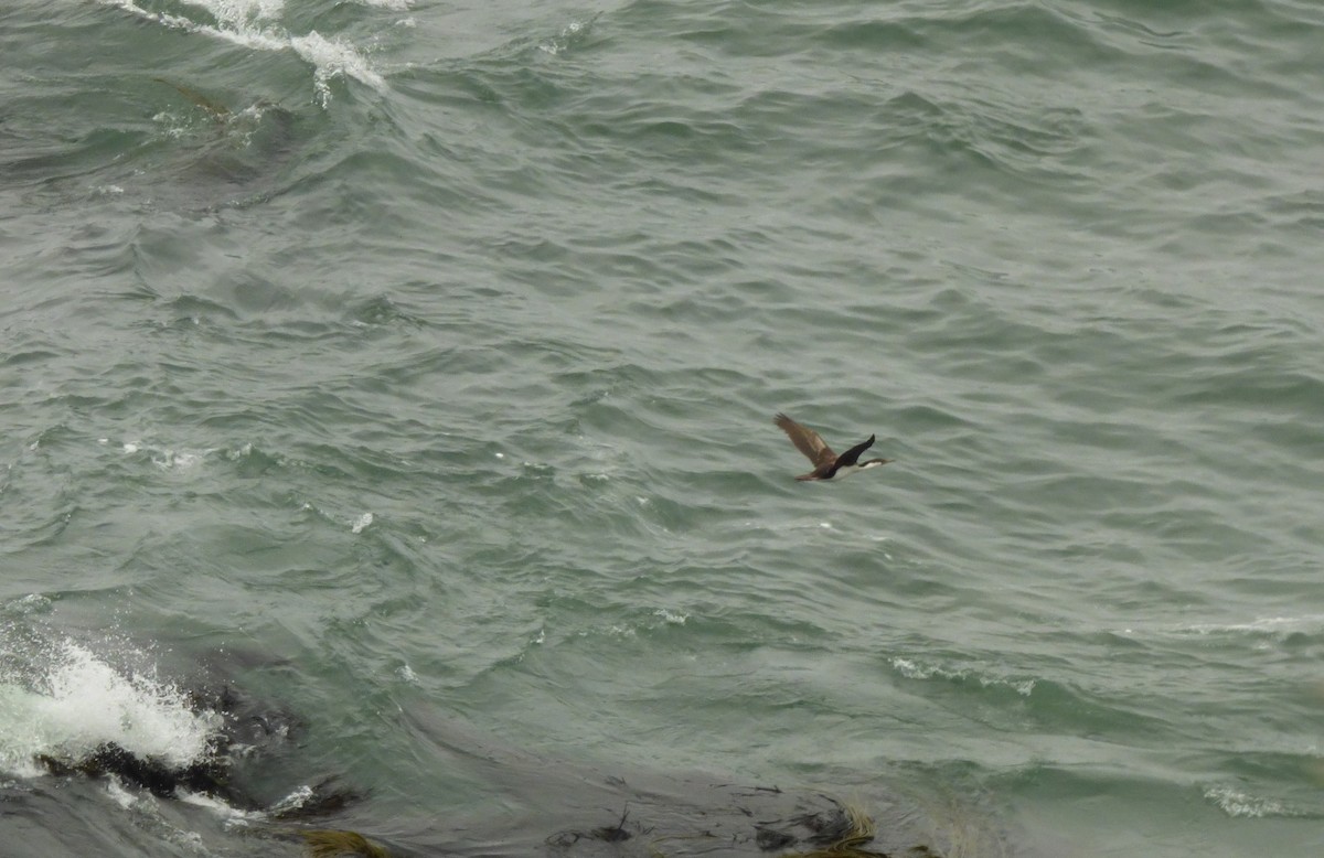 kormorán modrooký - ML646978160