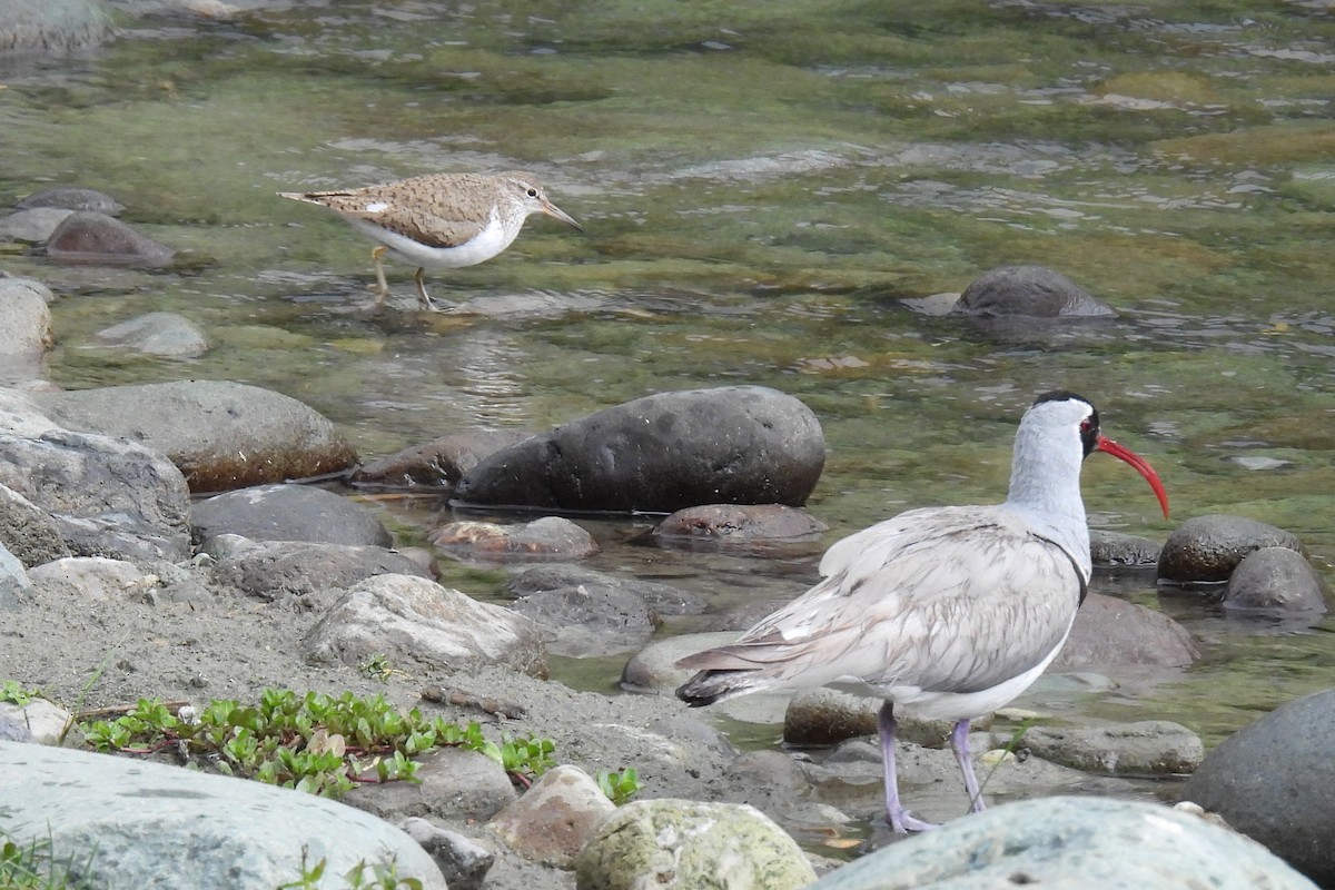 イソシギ - ML646978166