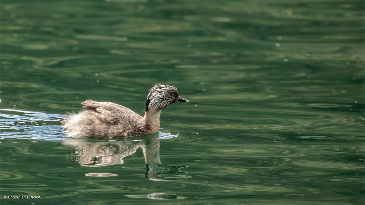 Haarschopftaucher - ML646978169