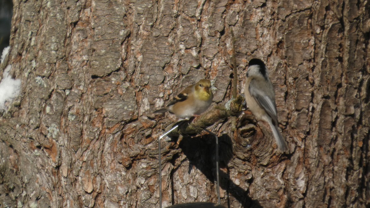 American Goldfinch - ML646978173