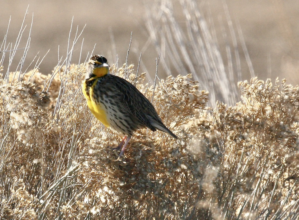 Western Meadowlark - ML646978175
