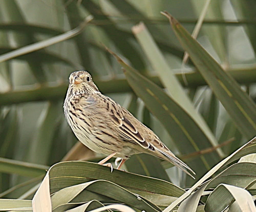 Corn Bunting - ML646978176