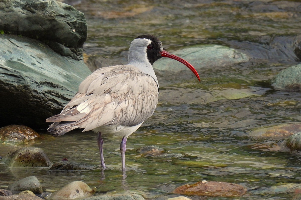 トキハシゲリ - ML646978182