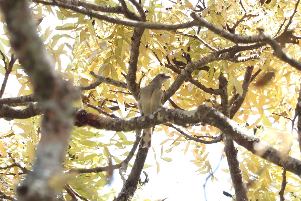 Scaly-throated Honeyguide - ML646978186