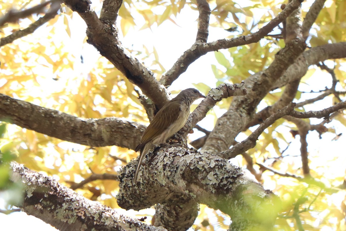 Scaly-throated Honeyguide - ML646978187
