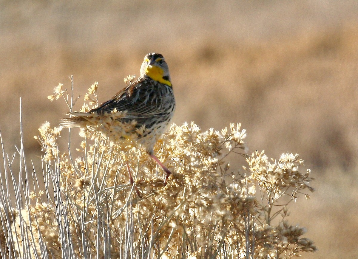 Western Meadowlark - ML646978188