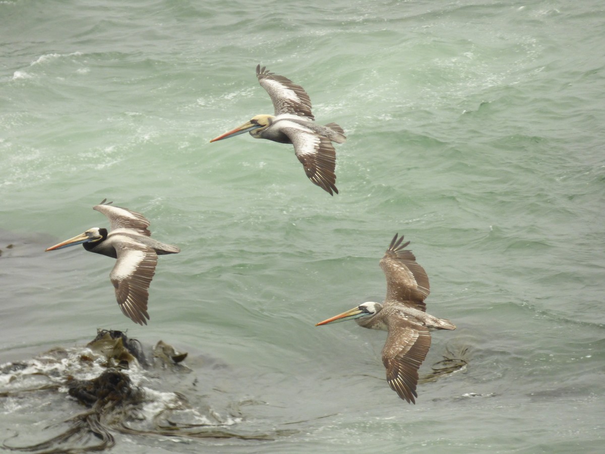 Peruvian Pelican - ML646978189