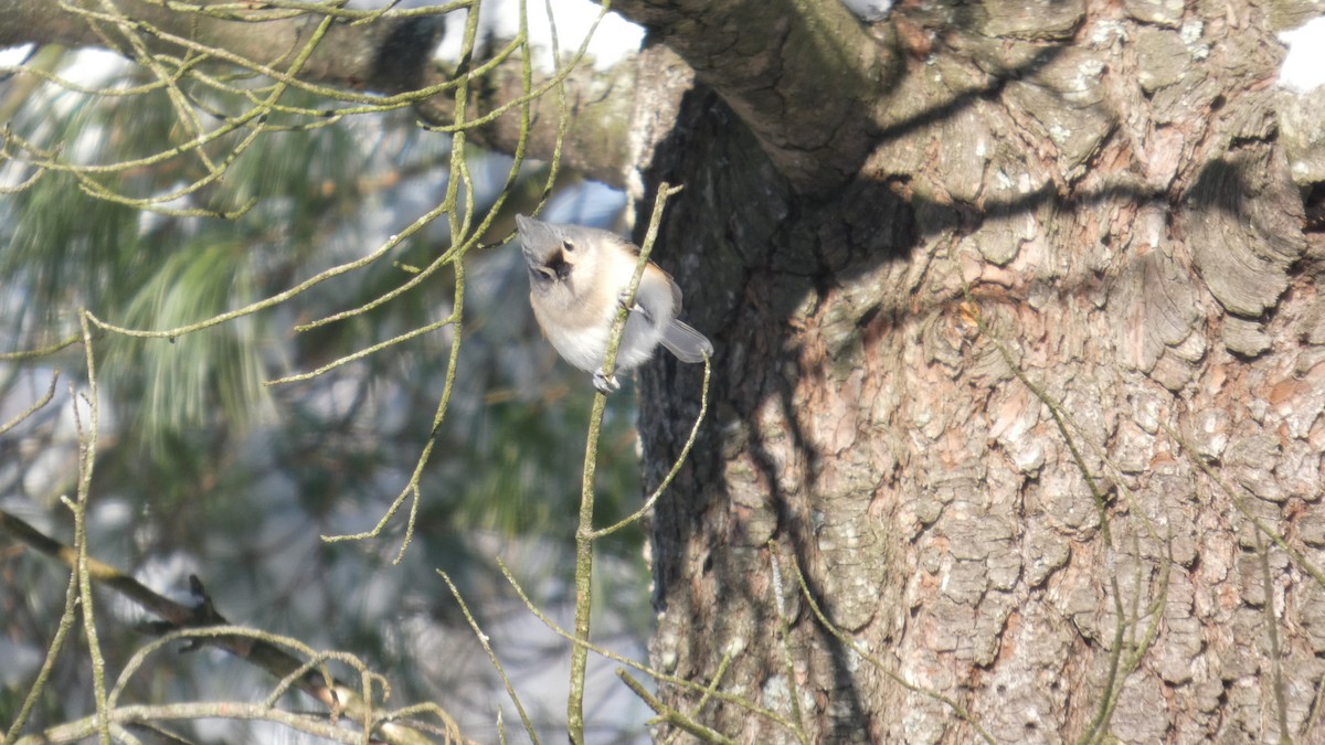 Tufted Titmouse - ML646978197
