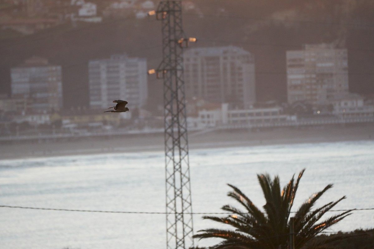 Bozkır Delicesi - ML646978208