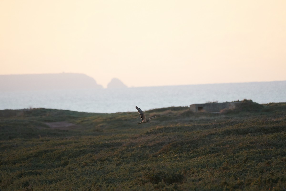 Bozkır Delicesi - ML646978209