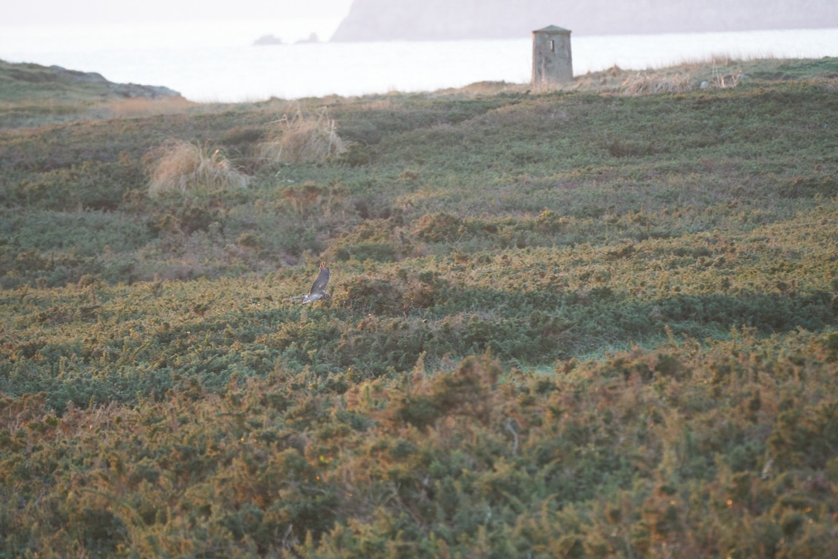 Bozkır Delicesi - ML646978210