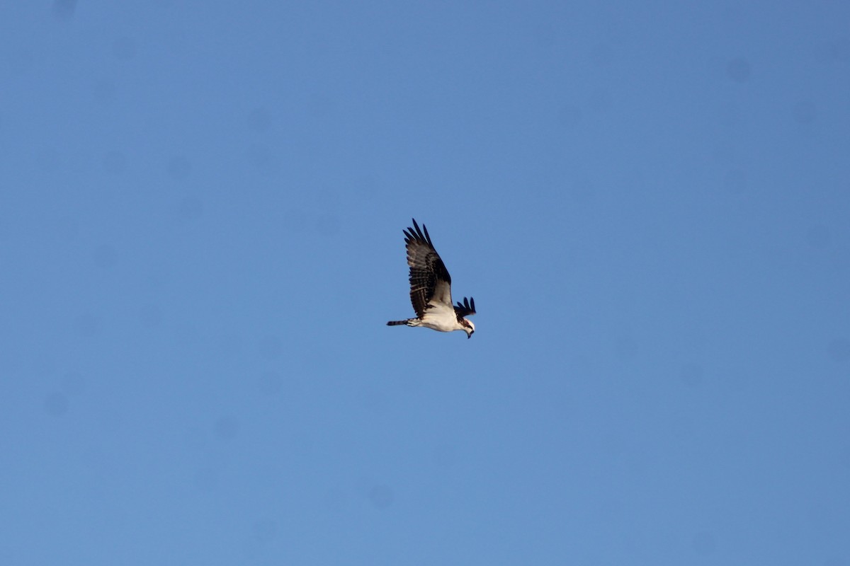 Fischadler - ML646978229