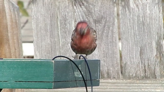House Finch - ML646978239