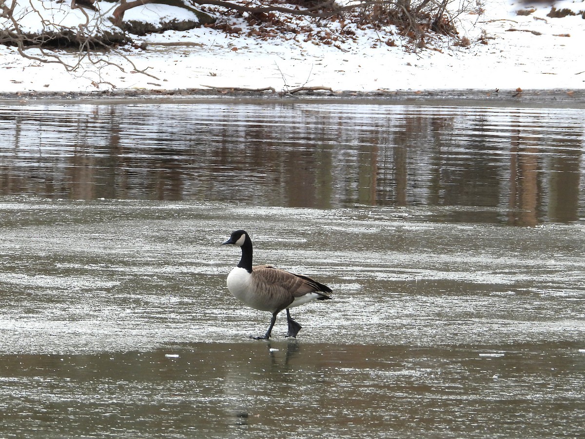 Казарка канадська - ML646978243