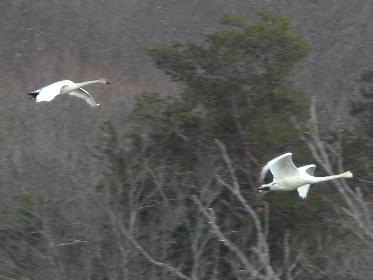 Лебідь чорнодзьобий - ML646978256